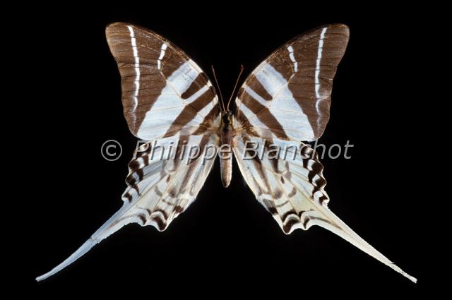 graphium androcles.JPG - Graphium androclesSwallowtailLepidoptera, PapilionidaeIndonésie